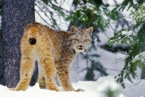 Images Dated 27th August 2004: Canadian Lynx - in snow MR1320