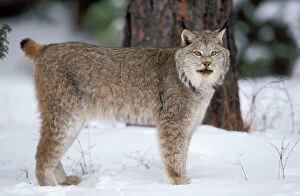 Canadian LYNX - standing in snow