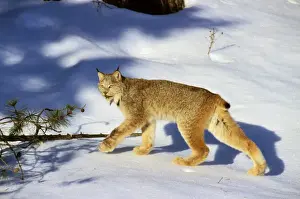 Canadian Lynx TOM 606 Walking on snow in forest - Northern Rockies Large feet act like snowshoes and help this predator walk on top of the snow Felis lynx &copy; Tom & Pat Leeson / ardea. com