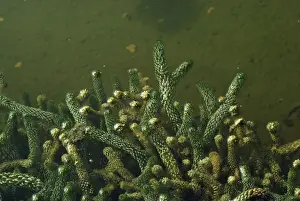 Pondweed Prints: Canadian Ponweed