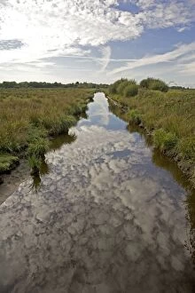 Canal in marshy wetlands