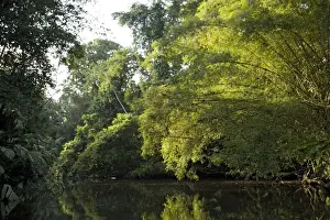 Canals Prints: Canal in Tortuguero National Park, Caribbean coast of Costa Rica, overhung by raffia palms