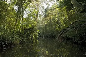Canal in Tortuguero National Park, Caribbean coast of Costa Rica, overhung by raffia palms