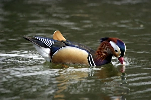 Images Dated 5th April 2003: canard mandarin
