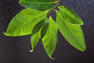 Images Dated 30th April 2007: Canaries Laurel - the leaf captures moisture from the mists. Hierro's Island. The Canaries