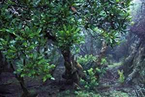 Images Dated 30th April 2007: Canaries Laurel - the leaf of The captures moisture from the mists. Hierro's Island. The Canaries