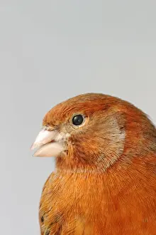 Beaks Prints: Canary - bronze red, close up of head, captive bred Bedfordshire UK