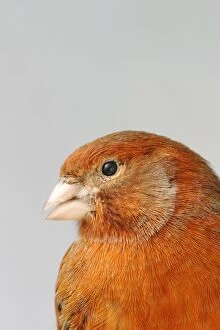 Canary - bronze red, close up of head, captive bred