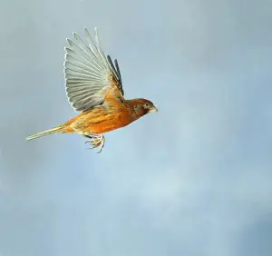 Aviary Prints: Canary - Bronze red in flight side view wings up, cage bird Bedfordshire, UK