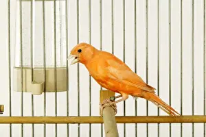 Canaries Prints: Canary - in cage