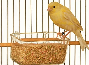 Cage Collection: Canary - in cage with seeds