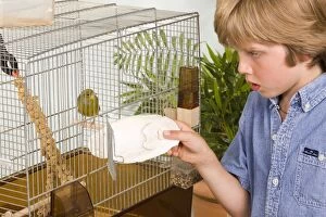 Canaries Gallery: Canary - in cage with young boy feeding cuttlefish bone