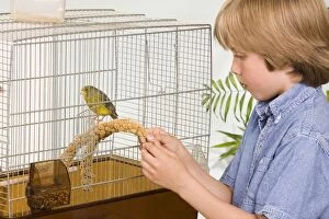 Canaries Gallery: Canary - in cage with young boy giving food