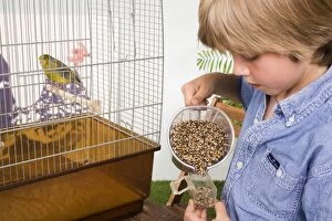 Canaries Gallery: Canary - in cage with young boy preparing feed