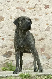 Canary Dog