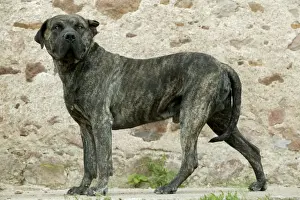 Canary Dog