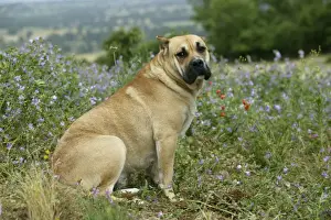 Cropped Ears Prints: Canary Dog - cropped ears. Also know as Perro de Presa Canario