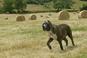 Canary Dog - cropped ears. Also know as Perro de Presa Canario