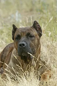 Canary Dog - cropped ears. Also know as Perro de Presa Canario