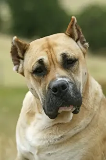 Canary Dog - cropped ears. Also know as Perro de Presa Canario