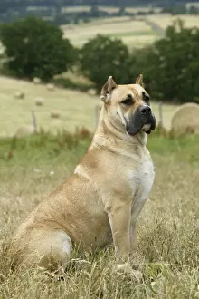 Cropped Ears Prints: Canary Dog - cropped ears. Also known as Perro de Presa Canario