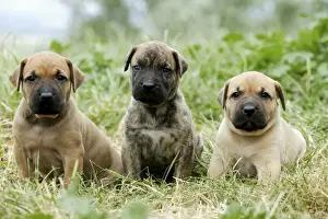 Canary Dog - also know as Perro de Presa Canario - 3 puppies