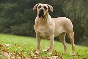 Canary Dog. Also known as Perro de Presa Canario