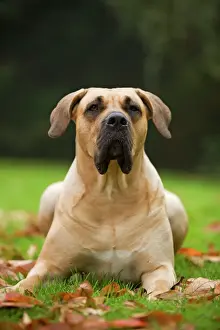 Canary Dog. Also known as Perro de Presa Canario