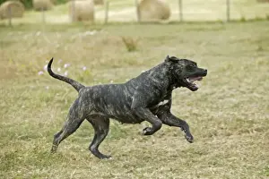 Canary Dog. Also known as Perro de Presa Canario