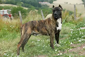 Cropped Ears Prints: Canary Dog - Male with cropped ears. Also know as Perro de Presa Canario