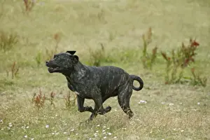 Canary Dogs Prints: Canary Dog - running