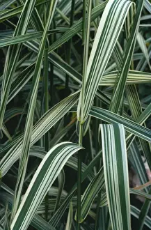 Variegated Prints: Canary Grass - Variegation in leaves
