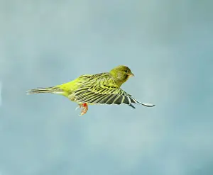 Wings Prints: Canary - Green fife in flight side view wings level, cage bird Bedfordshire, UK