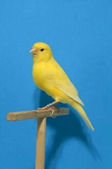 Images Dated 15th September 2006: Canary - intensive clear gold colour. First in class Worls show Italy 99