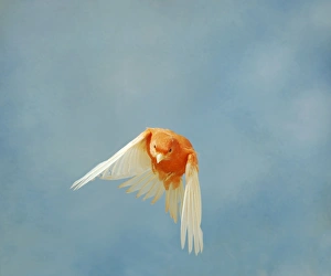 Canary - Intensive red in flight front view wings down, cage bird Canary - Intensive red in flight front view wings down, cage bird