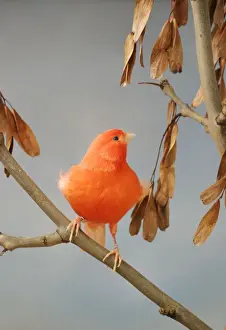 Canaries Prints: Canary - intensive red, front view on ash, captive bred Bedfordshire UK