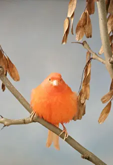 Canaries Prints: Canary - intensive red, front view, rousing, on ash, captive bred Bedfordshire UK