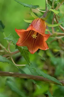 Canary Islands Prints: Canary Island Bellflower - photographed in the wild in hilly northern region of Gran Canaria