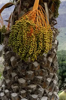 Dates Prints: Canary Island date palm - Endemic to the Canary Isles