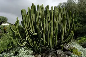 Canary Islands Prints: Canary Island Spurge - this plant is endemic to the Canary Islands