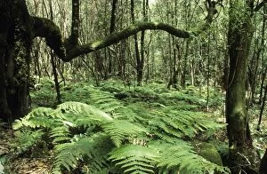 Ferns Gallery: CANARY ISLANDS - moss-grown laurel trees in