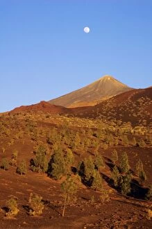 Pines Gallery: Canary Islands, Tenerife - Forest of Canary Pines