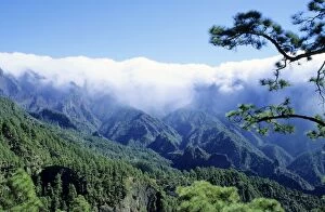 Pines Gallery: CANARY ISLANDS - the tradewinds carry the clouds