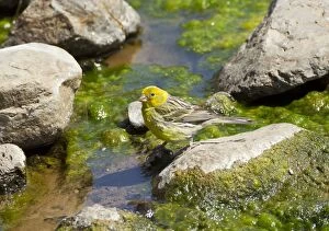 Canary - male by water