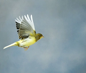 Canary - Variegated fife in flight side view wings up, cage bir Canary - Variegated fife in flight side view wings up, cage bir
