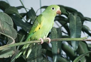 Canary-winged Parakeet