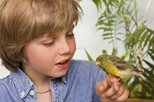 Canaries Gallery: Canary - on young boy's finger