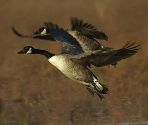 Images Dated 15th November 2004: Canda Geese - In flight E50T4904