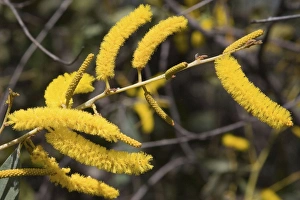 Images Dated 13th May 2008: Candelabra / Soap / Cole's Wattle On the Mitchell Plateau near the King Edward River