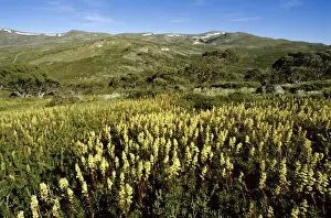 Heath Prints: Candle Heath - Charlottes Pass - Kosciuszko National Park